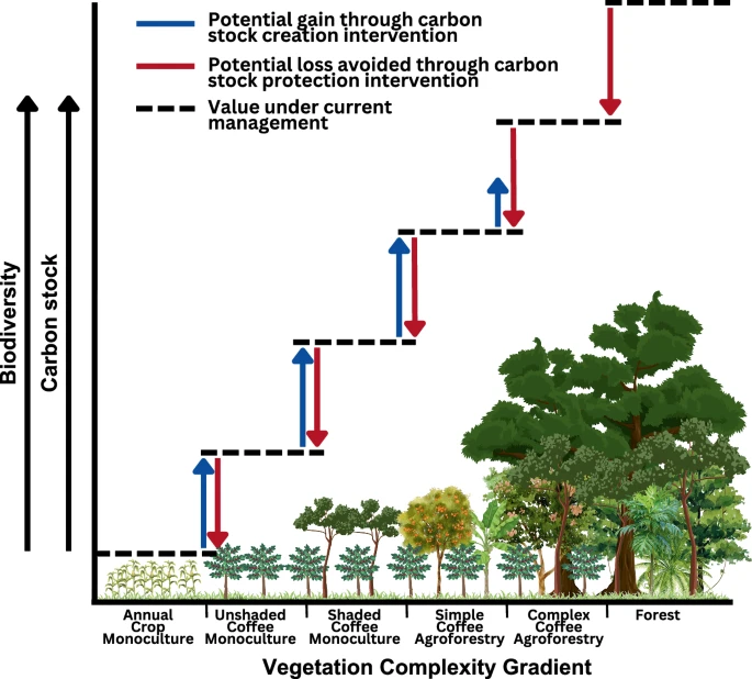 Coffee and carbon credits: revealing the real value of shade-grown coffee