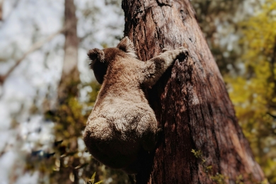 Prospects for integration of carbon and biodiversity credits: an Australian case study review