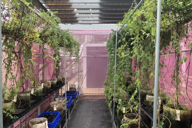 Taiwan alliances pilot hop cultivation at Shalun under pioneering agri-PV systems to promote carbon farming