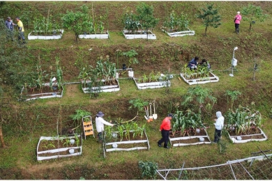 Taiwan's first enhanced rock weathering trial succeeds in cutting carbon and improving soil health