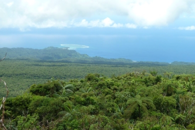 FAO supports innovative finance facility for tropical forest conservation