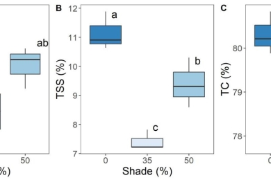 Shade as an agro-technique to improve gas exchange, productivity, bioactive potential, and antioxidant activity of fruits of <span style="font-style:italic;">Hylocereus costaricensis </span>