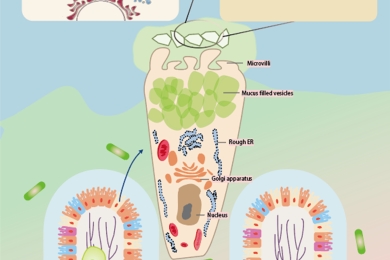 <span style="font-style:italic;">Hylocereus polyrhizus</span> pulp residues polysaccharide alleviates high-fat diet-induced obesity by modulating intestinal mucus secretion and glycosylation