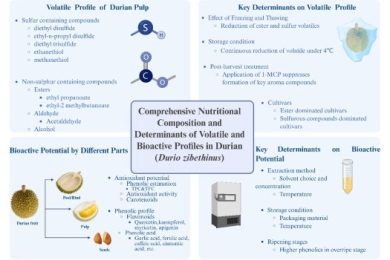Key determinants of volatile profile and bioactive potential in durian (<span style="font-style:italic;">Durio zibethinus</span>)