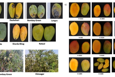 Climate-induced heat stress responses on indigenous varieties and elite hybrids of mango (<span style="font-style:italic;">Mangifera indica</span>L.)