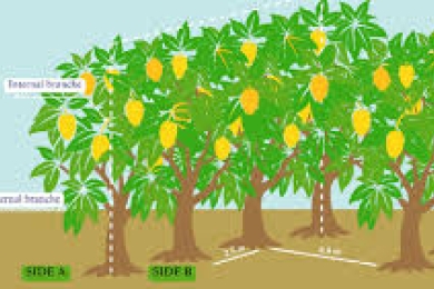 When numbers mean money: Pest precision sampling in high-density mango crops