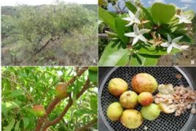 SNP-based genetic diversity of a network of germplasm banks to establish a core collection for the tropical fruit <span style="font-style:italic;">Hancornia speciosa </span>