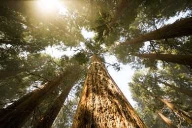 Commission adopts rules and launches initiatives to boost carbon removals and carbon farming in the EU