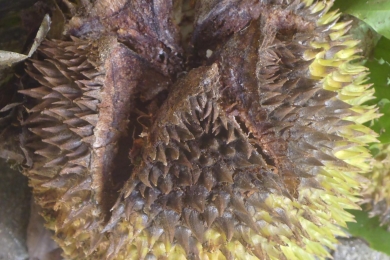 <span style="font-style:italic;">Phytophorhta palmivora </span>as a causal pathogen of stem canker and fruit rot of <span style="font-style:italic;">Durio zibethinus </span>in China