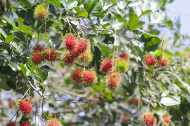 Bioactive species associated with rambutan (<span style="font-style:italic;">Nephelium lappaceum </span>L.) and their influence on soil chemical and microbiological properties