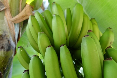 Institute develops resilient banana type