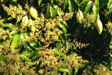 Mango trees laden with blossoming flower clusters; growers expect bumper crop