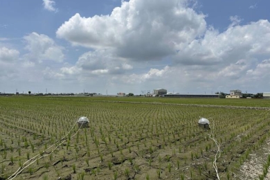 Probiotic technology reduces rice field emissions as Yunlin County, Taiwan advances low-carbon farming with farmers and enterprises