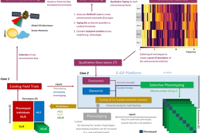 Enviromic assembly increases accuracy and reduces costs of the genomic prediction for yield plasticity in maize