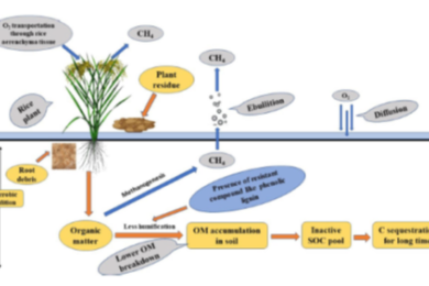 Potential soil organic carbon sequestration vis-a-vis methane emission in lowland rice agroecosystem