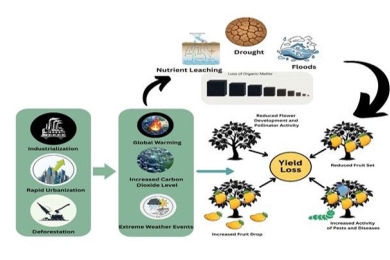 Impact of climate change on mango (<span style="font-style:italic;">Mangifera indica</span> L.), phenology, yield, and quality