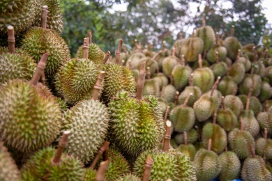 China’s durian craze has turned this tropical fruit into a tool of diplomacy