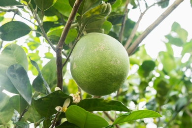 Chiang Rai’s Wiang Kaen pomelo registered as ninth GI product