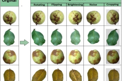 Image dataset for classification of diseases in guava fruits and leaves