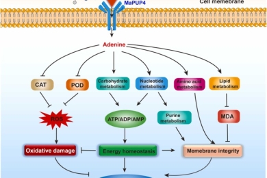 Adenine regulates chilling injury via energy signaling salvage by purine permease MaPUP4 in banana fruit