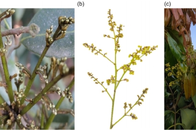 The climatic complexities litchi flowering: Physiological and molecular perspectives