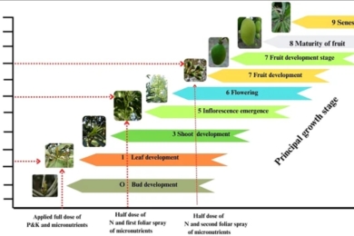 Climate change effects on nutrient dynamics and phenology of mango (<span style="font-style:italic;">Mangifera indica</span> L.) under medium-density planting: A BBCH scale assessment