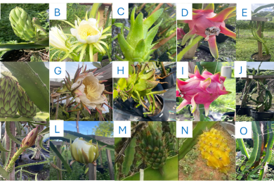 Sustainable cultivation of dragon fruit: Integrated nutrient and pest management strategies for enhanced productivity and environmental stewardship