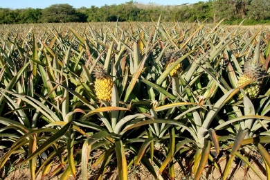 Pineapples feel the pinch