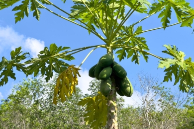 February marked by a reversal in the price scenario for the varieties