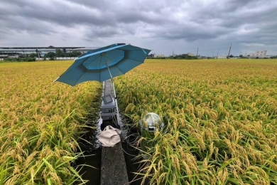 Ministry of Agriculture’s study on carbon sequestration finds green manure boosts rice productivity