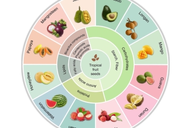 A comprehensive review on the composition, processing methods, and sustainable utilization of tropical fruit seeds in food industry