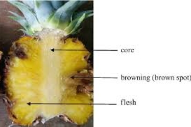 Protection of pineapple against internal browning and black spot, impact on fruit quality and phytochemical composition
