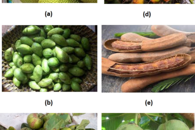 Potentiality and challenges of indigenous fruit crops in Central Brahmaputra Valley of Assam, India with special reference to Noa river basin of Darrang district