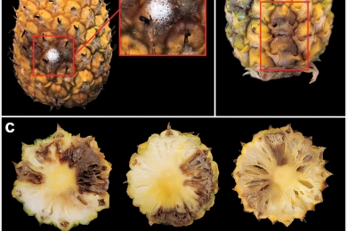 Molecular identification of yeasts associated with pineapple fruit collapse in the state of Alagoas, Brazil
