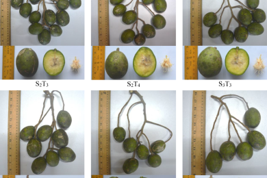 Reproductive-stage GA3 application reduces fruit drop and enhances productivity, fruit physiochemistry and shelf life in hog plum (<span style="font-style:italic;">Spondias mangifera</span> Willd.)