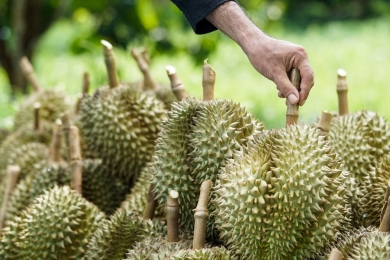 China ready to absorb Indonesia’s increased durian produce