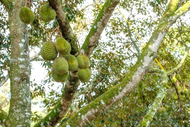 Durian prices plummet by 40%
