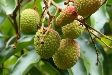 Bac Ninh lychee output may drop by half amid weather challenges