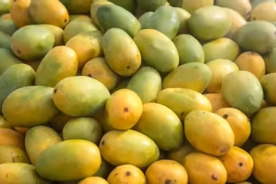 First consignment of 600 boxes of gir kesar mangoes exported to Australia