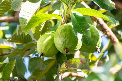 Guava puree market set to nearly double by 2036