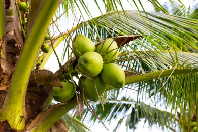 Desiccated coconuts: conflict with lasting impact