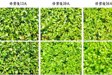 MOA develops AI-powered irrigation system for teas