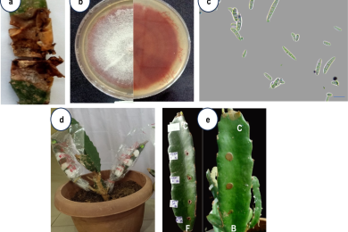 First record of <span style="font-style:italic;">Fusarium longifundum</span> causing stem rot of red fleshed dragon fruit (<span style="font-style:italic;">Hylocereus polyrhizus</span>) in India