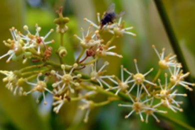 The climatic complexities litchi flowering: Physiological and molecular perspectives