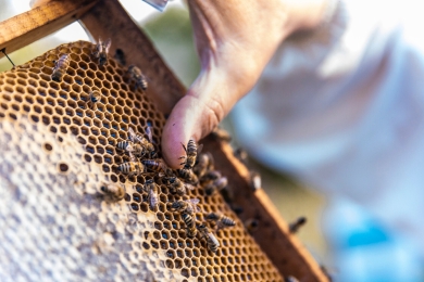 Mango growers in samal urged to protect bees for pollination