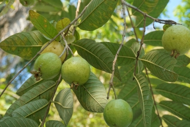 Tasting guavas’ sweet success