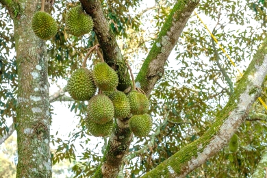 Vietnam’s durian exports surge in Q1 as price instability remains
