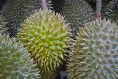 Yunnan emerging as China’s next high-end durian hub