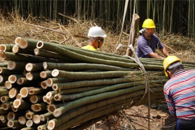 Bamboo production incentives expanded to 100,000 hectares
