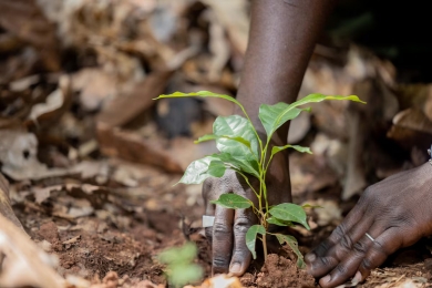 Climate reporting rules for food sector set high bar for regenerative agriculture